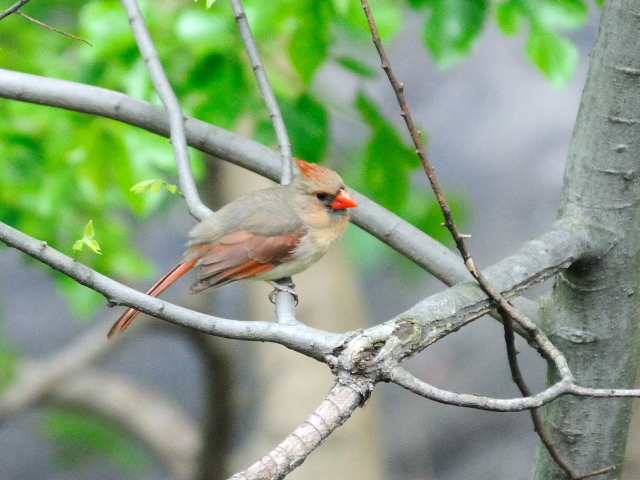 ⑤ ショウジョウコウカンチョウ ♀　成鳥　セントラル・パーク　ニューヨーク　米国　Newyork, America　2013/05/13　Photo by Kohyuh