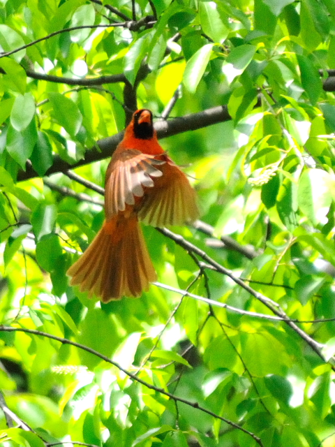 ⑥ ショウジョウコウカンチョウ ♂　成鳥　セントラル・パーク　ニューヨーク　米国　Newyork, America　2013/05/13　Photo by Kohyuh