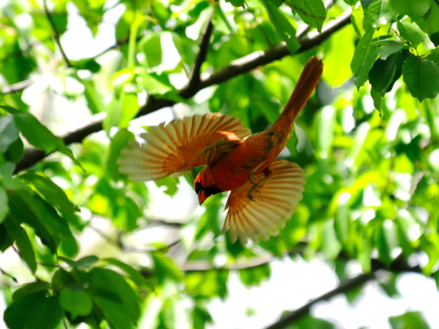 ⑦ ショウジョウコウカンチョウ ♂　成鳥　セントラル・パーク　ニューヨーク　米国　Newyork, America　2013/05/13　Photo by Kohyuh