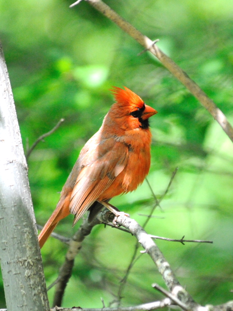 ① ショウジョウコウカンチョウ ♂　成鳥　セントラル・パーク　ニューヨーク　米国　Newyork, America　2013/05/13　Photo by Kohyuh