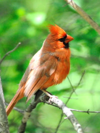 《ショウジョウコウカンチョウ》　写真はクリックで拡大する