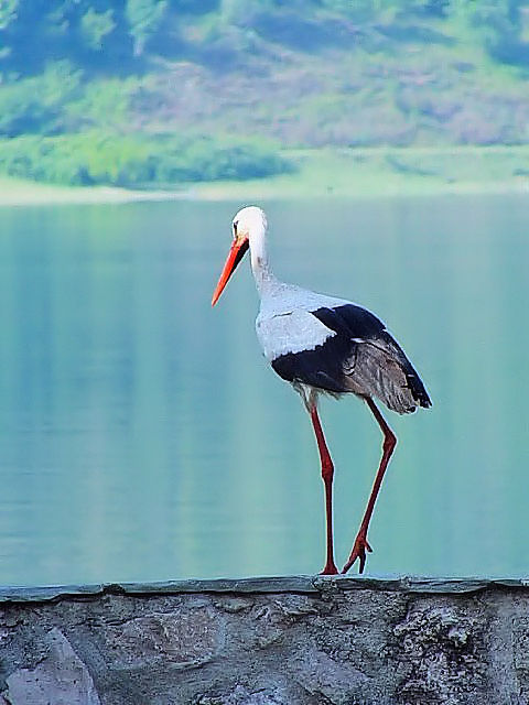 ① シュバシコウ　成鳥 　ケルキニ湖 Kerkini, Greece　2008/05/28　Photo by Kohyuh