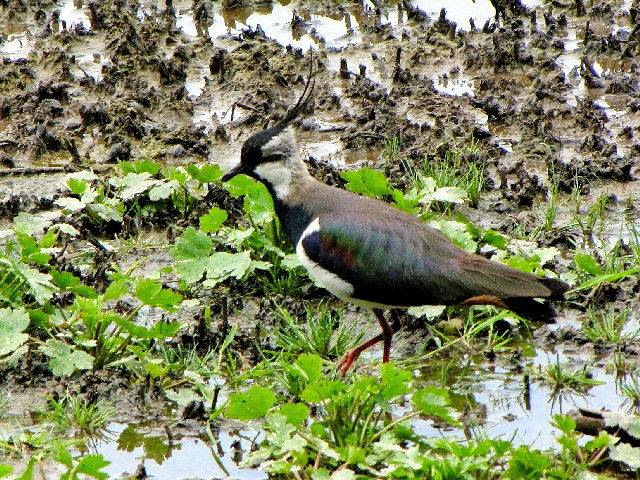 @ ^Q@@ĉH@xt@Xg`ی@kACh@Belfast Harbour Reserve, Northern Ireland@2009/06/15@Photo by Kohyuh