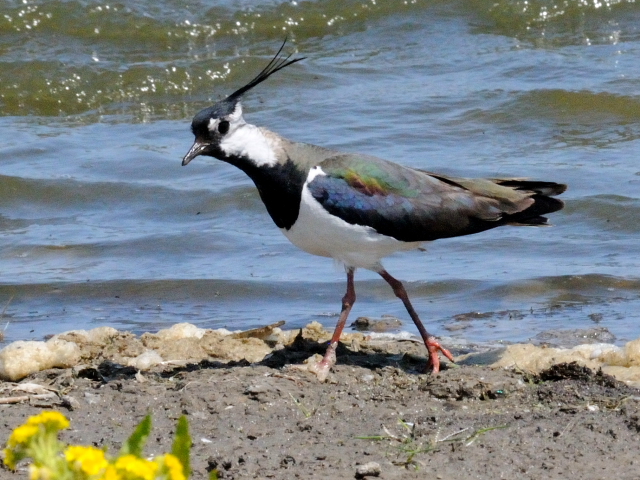 ② タゲリ　オースト・バールデルス・プラッセン　オランダ　Oostvaardersplassen, Netherlands　2011/06/04　Photo by Kohyuh