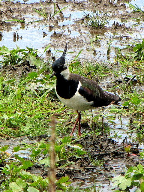 A ^Q@@ĉH@xt@Xg`ی@kACh@Belfast Harbour Reserve, Northern Ireland@2009/06/15@Photo by Kohyuh