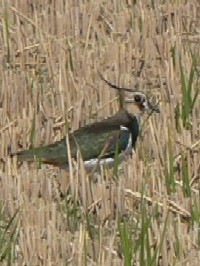 タゲリ　（成鳥）