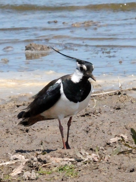 ③ タゲリ　オースト・バールデルス・プラッセン　オランダ　Oostvaardersplassen, Netherlands　2011/06/04　Photo by Kohyuh