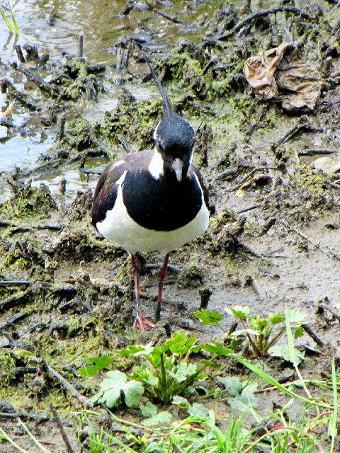 B ^Q@@ĉH@xt@Xg`ی@kACh@Belfast Harbour Reserve, Northern Ireland@2009/06/15@Photo by Kohyuh