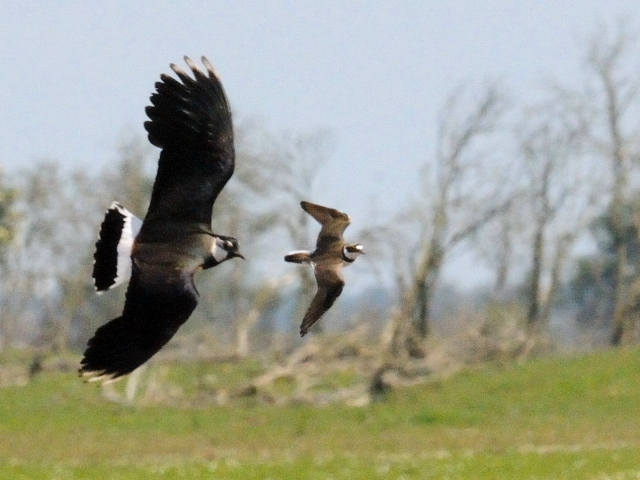 ④ タゲリ　オースト・バールデルス・プラッセン　オランダ　Oostvaardersplassen, Netherlands　2011/06/04　Photo by Kohyuh