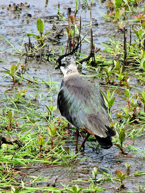 C ^Q@@ĉH@xt@Xg`ی@kACh@Belfast Harbour Reserve, Northern Ireland@2009/06/15@Photo by Kohyuh