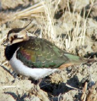 《タゲリ　若鳥》　写真はクリックで拡大する