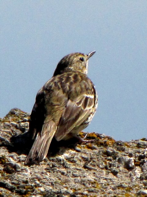 ① ヨーロッパタヒバリ　成鳥　夏羽　ニューグレンジ　アイルランド　Newgrange, Ireland　2009/06/16 Photo by Kohyuh