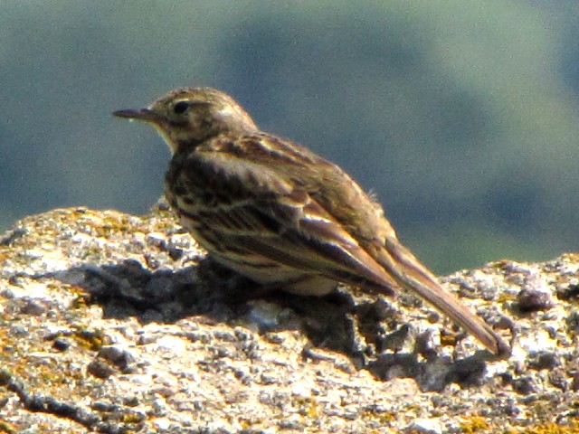 ② ヨーロッパタヒバリ　成鳥　夏羽　ニューグレンジ　アイルランド　Newgrange, Ireland　2009/06/16 Photo by Kohyuh