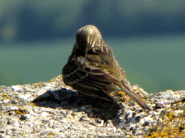 ③ ヨーロッパタヒバリ　成鳥　夏羽　ニューグレンジ　アイルランド　Newgrange, Ireland　2009/06/16 Photo by Kohyuh