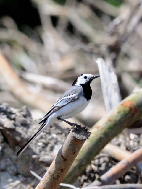 ① タイリクハクセキレイ　成鳥　オースト・バールデルス・プラッセン　オランダ　Oostvaardersplassen, Netherlands　2011/06/04　Photo by Kohyuh