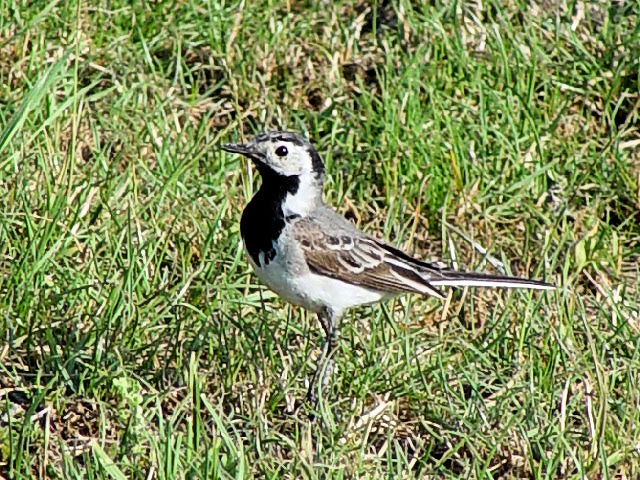 @ ^CNnNZLC @hiEf^@[}jA@Delta Dunarii, Romania@Photo by Kohyuh@2008/06/11