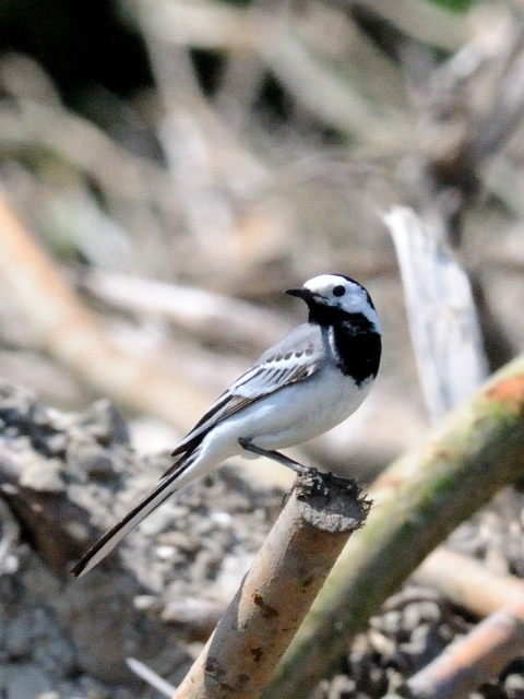 ② タイリクハクセキレイ　成鳥　オースト・バールデルス・プラッセン　オランダ　Oostvaardersplassen, Netherlands　2011/06/04　Photo by Kohyuh