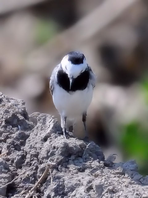 ④ タイリクハクセキレイ　成鳥　オースト・バールデルス・プラッセン　オランダ　Oostvaardersplassen, Netherlands　2011/06/04　Photo by Kohyuh