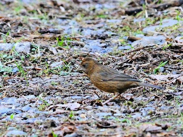 ② タカサゴマシコ ♀　成鳥　賞鳥平台　大雪山国家森林遊楽区　台湾　Bird Watching Deck, Dasyueshan National Forest Recreation Area, Taiwan　2012/03/01　Photo by Kohyuh