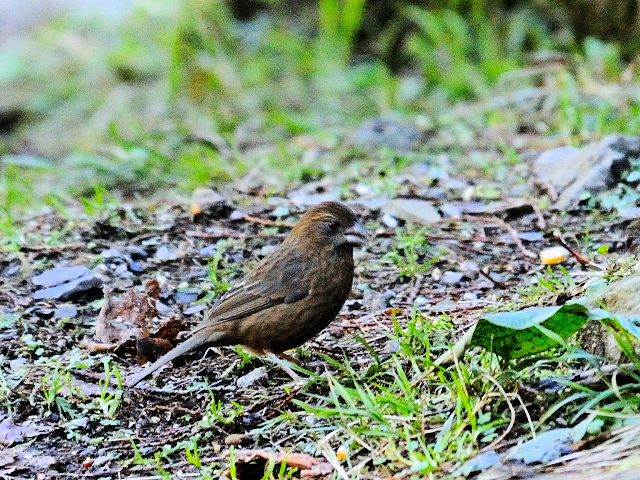 ④  タカサゴマシコ ♀　成鳥　賞鳥平台　大雪山国家森林遊楽区　台湾　Bird Watching Deck, Dasyueshan National Forest Recreation Area, Taiwan　2012/03/01　Photo by Kohyuh