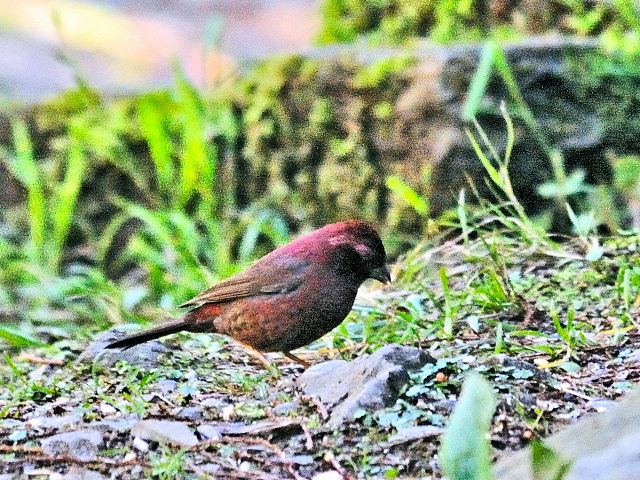 ⑥ タカサゴマシコ ♂　成鳥　賞鳥平台　大雪山国家森林遊楽区　台湾　Bird Watching Deck, Dasyueshan National Forest Recreation Area, Taiwan　2012/03/01　Photo by Kohyuh