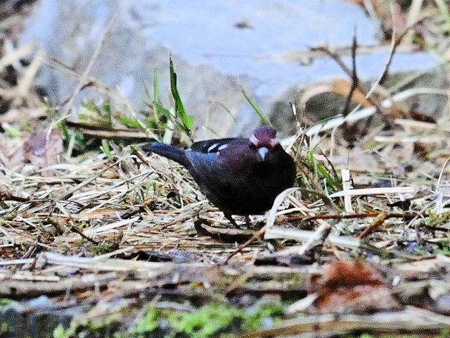 ⑦ タカサゴマシコ ♂　成鳥　賞鳥平台　大雪山国家森林遊楽区　台湾　Bird Watching Deck, Dasyueshan National Forest Recreation Area, Taiwan　2012/03/01　Photo by Kohyuh