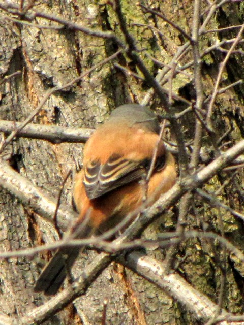 ② タカサゴモズ　成鳥　虎丘　蘇州市　Tiger Hill, Suzhou　2010/01/08　Photo by Kohyuh