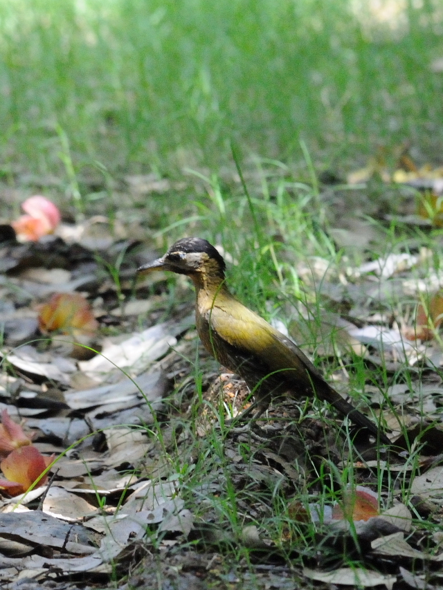 タケアオゲラ ♀　（４態-1）　クアラ・セランゴール自然公園　マレーシア　Kuala Selangol Nature Park (Taman Alam Kuala Selangol), Malaysia　2010/06/10　Photo by Kohyuh