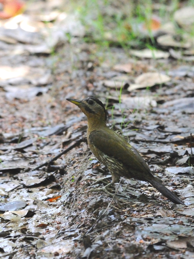 タケアオゲラ ♀　（４態-2）　クアラ・セランゴール自然公園　マレーシア　Kuala Selangol Nature Park (Taman Alam Kuala Selangol), Malaysia　2010/06/10　Photo by Kohyuh