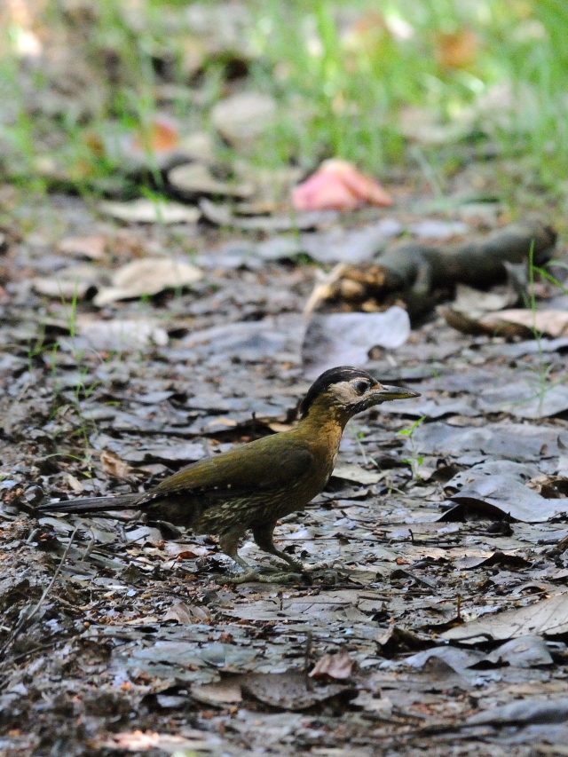 タケアオゲラ ♀　（４態-3）　クアラ・セランゴール自然公園　マレーシア　Kuala Selangol Nature Park (Taman Alam Kuala Selangol), Malaysia　2010/06/10　Photo by Kohyuh