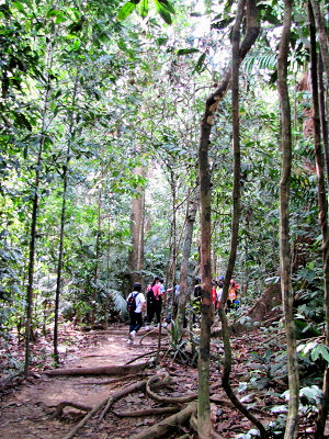 先を行くガイドツアー客たち　キャノピー・ウォークウェイの道　Taman Negara, Malaysia　2010/06/07　Photo by kohyuh