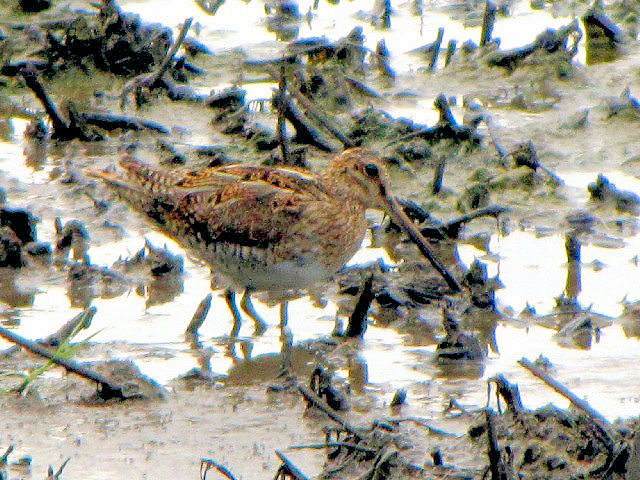 ① タシギ　成鳥　ベルファスト港保護区　北アイルランド　Belfast Harbour Reserve, Northern Ireland　 2009/06/15　Photo by Kohyuh