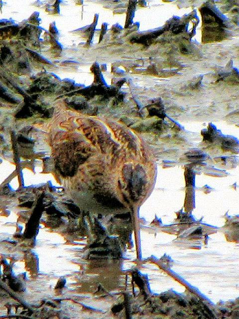 ② タシギ　成鳥　ベルファスト港保護区　北アイルランド　Belfast Harbour Reserve, Northern Ireland　 2009/06/15　Photo by Kohyuh