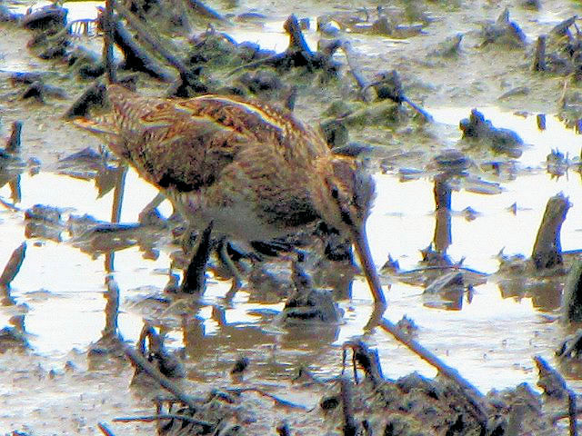 ③ タシギ　成鳥　ベルファスト港保護区　北アイルランド　Belfast Harbour Reserve, Northern Ireland　 2009/06/15　Photo by Kohyuh