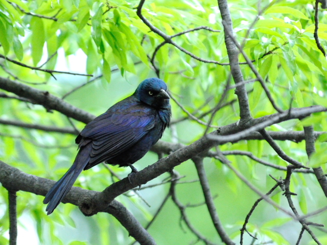 ① テリムクドリモドキ ♂　成鳥　セントラル・パーク　ニューヨーク　米国　Central park, Newyork, America　2013/05/13　Photo by Kohyuh