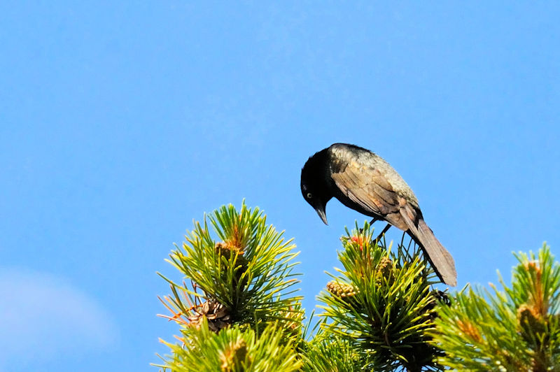 テリムクドリモドキ ♂ 成鳥 （２態-1）　グランドレイク　コロラド州　米国　Grand Lake, Colorado, America　2013/06/30　Photo by Kohyuh