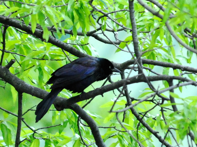 ② テリムクドリモドキ ♂　成鳥　セントラル・パーク　ニューヨーク　米国　Central park, Newyork, America　2013/05/13　Photo by Kohyuh