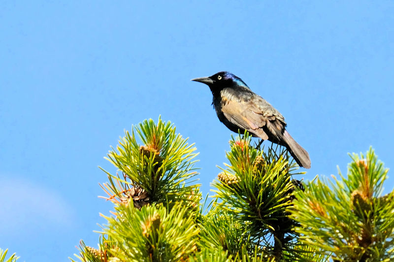 テリムクドリモドキ ♂ 成鳥 （２態-2）　グランドレイク　コロラド州　米国　Grand Lake, Colorado, America　2013/06/30　Photo by Kohyuh