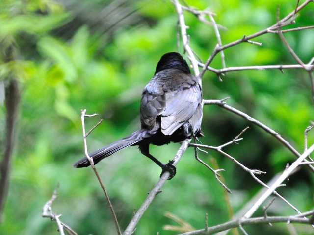 ③ テリムクドリモドキ ♂　成鳥　セントラル・パーク　ニューヨーク　米国　Central park, Newyork, America　2013/05/13　Photo by Kohyuh