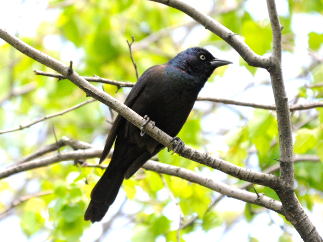 ④ テリムクドリモドキ ♀　成鳥　セントラル・パーク　ニューヨーク　米国　Central park, Newyork, America　2013/05/13　Photo by Kohyuh