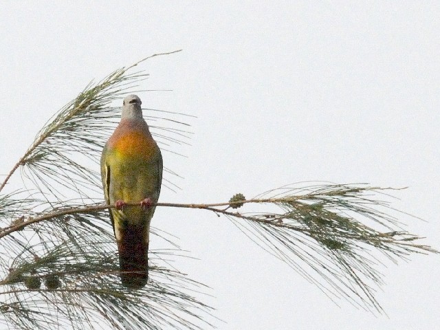 ① チビアオバト ♂　成鳥　サンセット・ビーチ・リゾート　ランカウイ島　マレーシア　Sunset Beach Resort, Pulau Langkawi, Malaysia　2010/05/31　Photo by Kohyuh