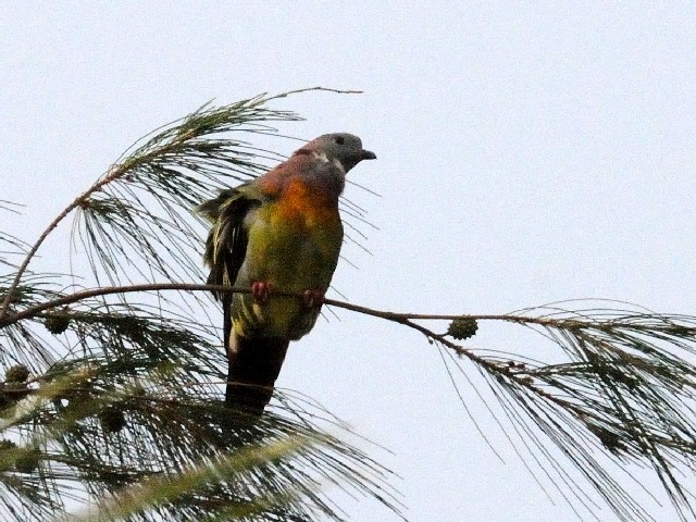 ② チビアオバト ♂　成鳥　サンセット・ビーチ・リゾート　ランカウイ島　マレーシア　Sunset Beach Resort, Pulau Langkawi, Malaysia　2010/05/31　Photo by Kohyuh