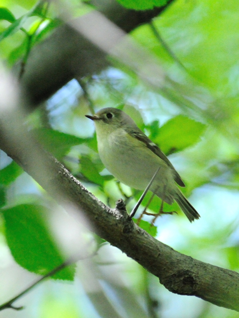 ① チビメジロハエトリ　成鳥　セントラル・パーク　ニューヨーク　米国　Central park, Newyork, America　2013/05/13　Photo by Kohyuh