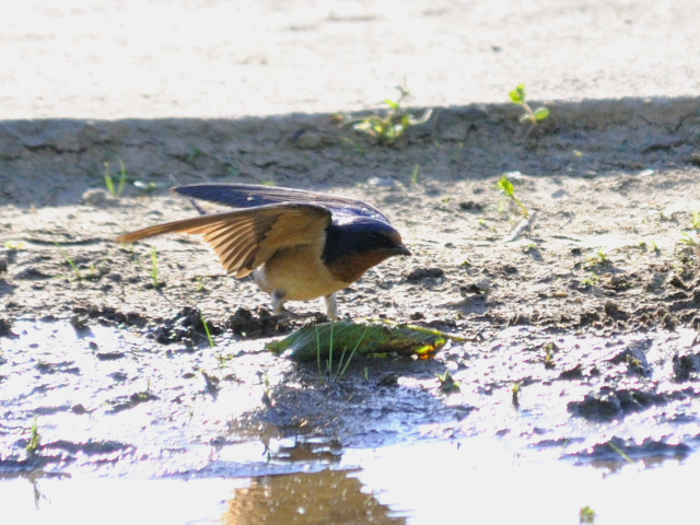 ツバメ（３態-1）　西ポトマック公園　ワシントンＤＣ　米国　West Potomac Park, Wasington, DC, America　2013/05/26　Photo by Kohyuh