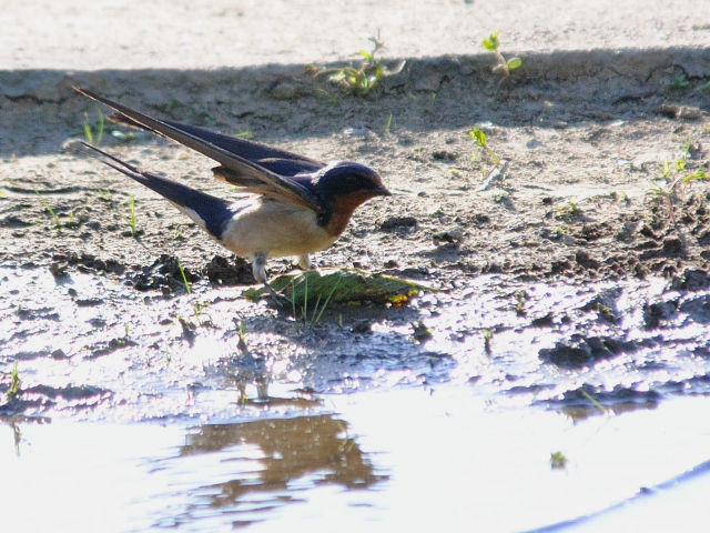 ツバメ（３態-2）　西ポトマック公園　ワシントンＤＣ　米国　West Potomac Park, Wasington, DC, America　2013/05/26　Photo by Kohyuh