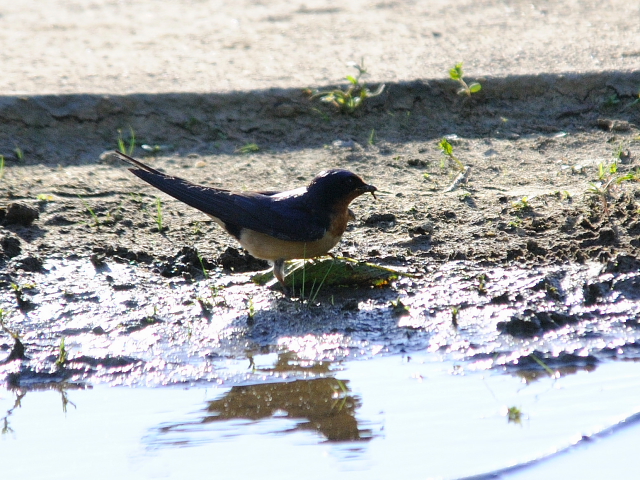 ツバメ（３態-3）　西ポトマック公園　ワシントンＤＣ　米国　West Potomac Park, Wasington, DC, America　2013/05/26　Photo by Kohyuh