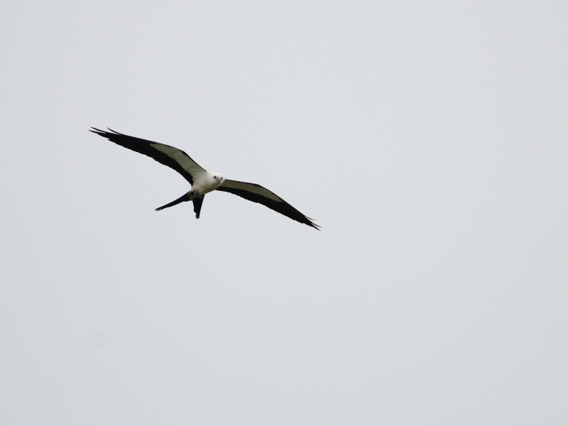 ツバメトビ （５態-2）　マイアミ近郊　フロリダ　米国　near by Miami, Florida, USA　2013/06/05　Photo by Kohyuh