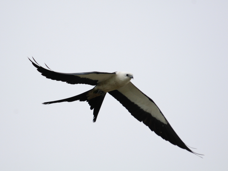 ツバメトビ （５態-4）　マイアミ近郊　フロリダ　米国　near by Miami, Florida, USA　2013/06/05　Photo by Kohyuh