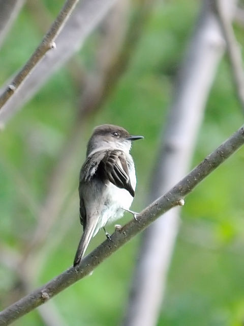 ① ツキヒメハエトリ　成鳥　ストックブリッジ　マサチューセッツ州　米国　Stockbridge, MA, America　2013/05/18　Photo by Kohyuh