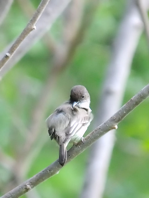 ② ツキヒメハエトリ　成鳥　ストックブリッジ　マサチューセッツ州　米国　Stockbridge, MA, America　2013/05/18　Photo by Kohyuh